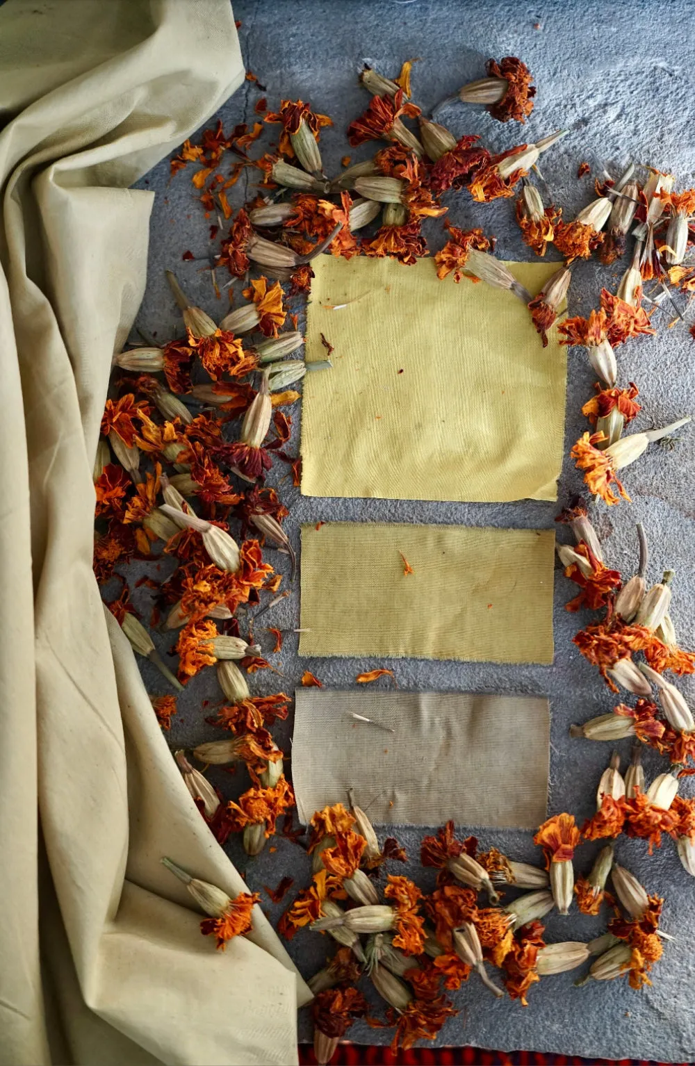Organic Marigold Flowers for Dyeing