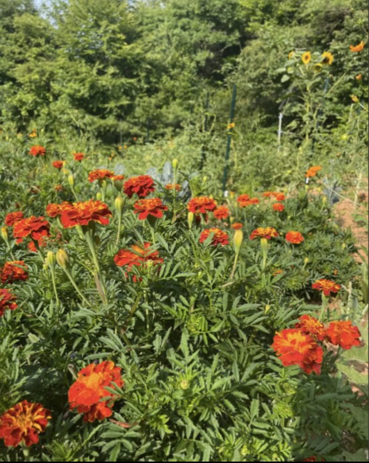 Organic Marigold Flowers for Dyeing