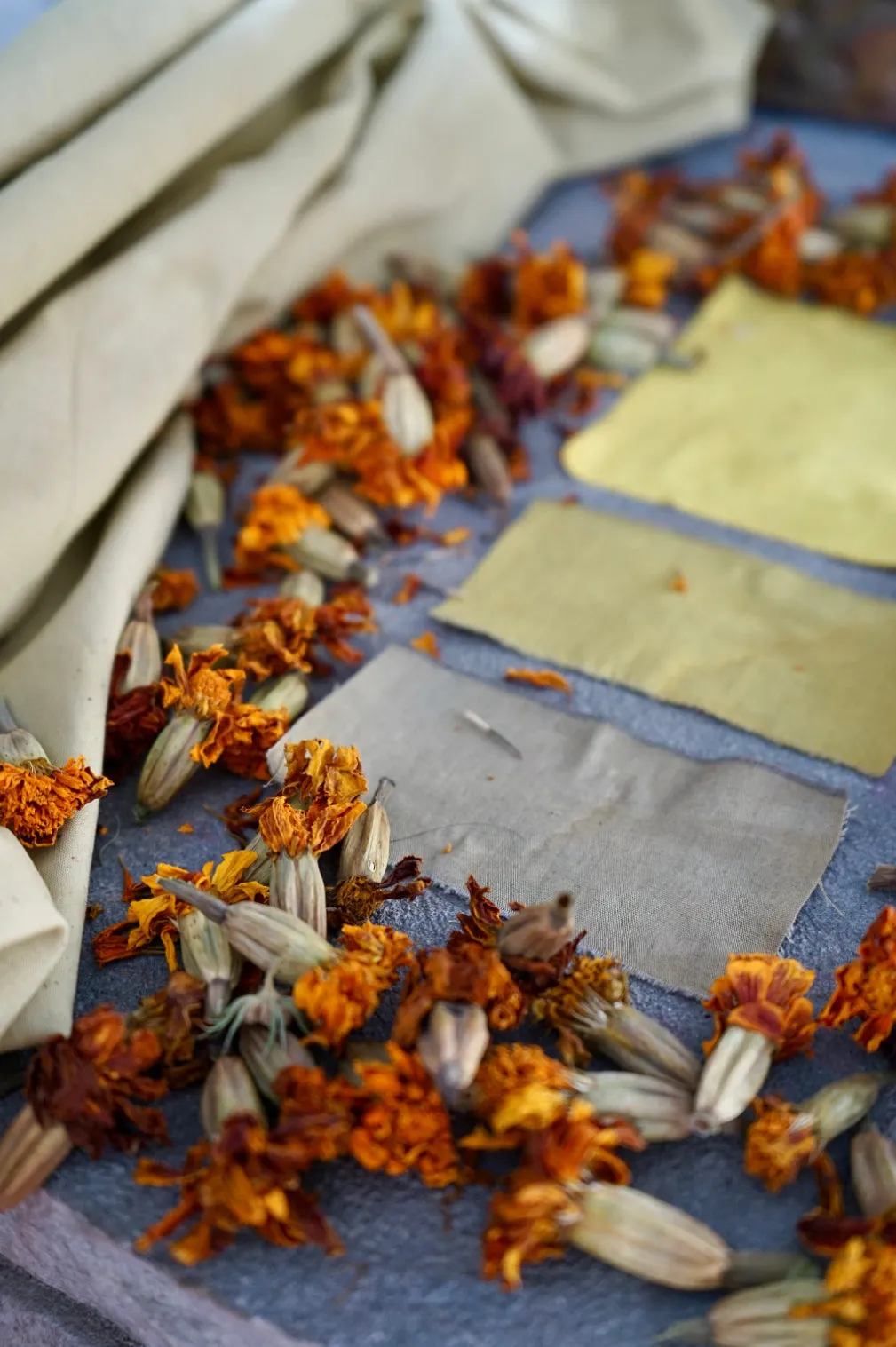 Organic Marigold Flowers for Dyeing